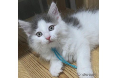 成約済の茨城県のノルウェージャンフォレストキャット-30969の3枚目